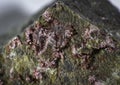 Close up on an Erythrite mineral stone Royalty Free Stock Photo