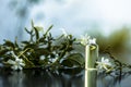 Close up of essence or essential oil of Indian jasmine flower or juhi or Jasminum Auriculatum isolated on white in a small transpa