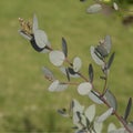 Eucalyptus gunnii foliage