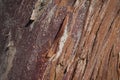 Close up of Eucalyptus tree bark Royalty Free Stock Photo