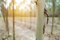 Close up eucalyptus tree at forest background, eucalyptus forest for paper industry Royalty Free Stock Photo