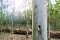 Close up eucalyptus tree at forest background, eucalyptus forest for paper industry Royalty Free Stock Photo