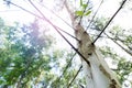 Close up eucalyptus tree at forest background, eucalyptus forest for paper industry Royalty Free Stock Photo