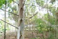 Close up eucalyptus tree at forest background, eucalyptus forest for paper industry Royalty Free Stock Photo