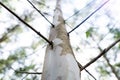 Close up eucalyptus tree at forest background, eucalyptus forest for paper industry Royalty Free Stock Photo