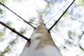 Close up eucalyptus tree at forest background, eucalyptus forest for paper industry Royalty Free Stock Photo