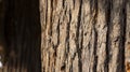 Close up of tree trunk and its textured bark Royalty Free Stock Photo