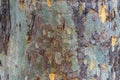 Close up of eucalyptus tree trunk texture