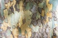 Close up of eucalyptus tree trunk texture Royalty Free Stock Photo