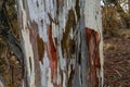 Close up of eucalyptus tree trunk texture Royalty Free Stock Photo