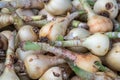 Close up Eucrosia bicolor bulbs and roots.Queen lily, Phaedranassa