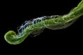 close-up of euglena with whip-like flagellum