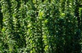 Close-up Euonymus japonicus Benkomasaki Erecta with dark green leaves. Elegant background for natural design.