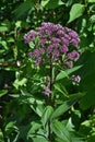 Eupatorium Dubium \'Baby Joe Royalty Free Stock Photo