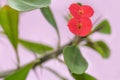 Close-up euphorbia flowers. A house plant with thorns blooms red on a one-off background, selective focus