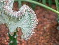 Close up with ,Close up Euphorbia Lactea Cristata flower. Selective focus Royalty Free Stock Photo