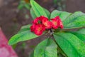 Close up of Euphorbia mili flowers in bloom