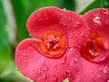 Close up Euphorbia milii crown of thorns, Christ plant, Christ thorn, Corona de Cristo, coroa de cristo with natural background. Royalty Free Stock Photo