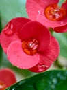 Close up Euphorbia milii crown of thorns, Christ plant, Christ thorn, Corona de Cristo, coroa de cristo with natural background. Royalty Free Stock Photo