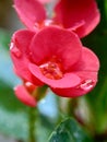 Close up Euphorbia milii crown of thorns, Christ plant, Christ thorn, Corona de Cristo, coroa de cristo with natural background. Royalty Free Stock Photo