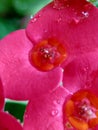 Close up Euphorbia milii crown of thorns, Christ plant, Christ thorn, Corona de Cristo, coroa de cristo with natural background. Royalty Free Stock Photo