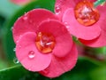 Close up Euphorbia milii crown of thorns, Christ plant, Christ thorn, Corona de Cristo, coroa de cristo with natural background. Royalty Free Stock Photo