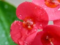 Close up Euphorbia milii crown of thorns, Christ plant, Christ thorn, Corona de Cristo, coroa de cristo with natural background. Royalty Free Stock Photo