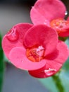 Close up Euphorbia milii crown of thorns, Christ plant, Christ thorn, Corona de Cristo, coroa de cristo with natural background. Royalty Free Stock Photo