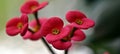 close up of Euphorbia milii, the crown of thorns, Christ plant