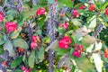 Close-up, of a Euphorbia milii plant or crown of thorns or Christ thorn, red flowers Royalty Free Stock Photo