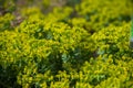 Close up on euphorbia myrsinties plant