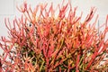 Close up of Euphorbia Tirucalli Succulent (Sticks on Fire Royalty Free Stock Photo