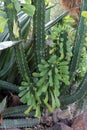 Close up of a Euphorbia trigona cactus with leaves in the Arizona desert