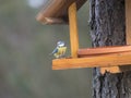 Close up Eurasian blue tit, Cyanistes caeruleus bird perched on the bird feeder table with sunflower seed. Bird feeding Royalty Free Stock Photo