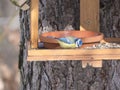 Close up Eurasian blue tit, Cyanistes caeruleus bird perched on the bird feeder table with sunflower seed. Winter bird Royalty Free Stock Photo