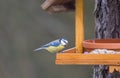 Close up Eurasian blue tit, Cyanistes caeruleus bird perched on the bird feeder table with sunflower seed. Bird feeding Royalty Free Stock Photo