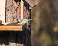 Close up Eurasian blue tit, Cyanistes caeruleus bird and wood Nuthatch perched on the bird feeder table with sunflower Royalty Free Stock Photo