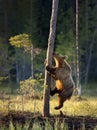 Close up of Eurasian brown bear climbing tree