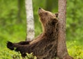 Eurasian Brown bear leaning against a tree in forest Royalty Free Stock Photo