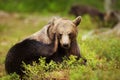 Close up of an Eurasian brown bear scratching its head