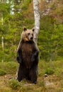 Eurasian brown bear standing on hind legs in a forest Royalty Free Stock Photo