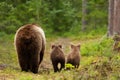 Mama bear with her cubs heading back to a forest Royalty Free Stock Photo