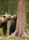 Close up of an Eurasian brown bear watching her playful cub trying to climb a tree Royalty Free Stock Photo