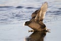 Close up of Eurasian Coot falling on ice Royalty Free Stock Photo
