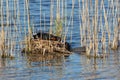 Close up of a eurasian coot nest with adults feeding their small chicks, Fulica atra or BlÃÂ¤sshuhn Royalty Free Stock Photo