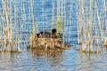 Close up of a eurasian coot nest with adults feeding their small chicks, Fulica atra or BlÃÂ¤sshuhn Royalty Free Stock Photo