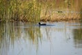 Closeup of eurasian coot swimming on lake with reed reflections Royalty Free Stock Photo