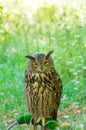 Close-up of Eurasian eagle owl