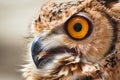 Close-up of an Eurasian / European eagle-owl Royalty Free Stock Photo