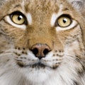 Close-up of Eurasian Lynx, 5 years old, Royalty Free Stock Photo